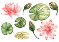 Set of water lily elements. Leaves, pink flowers and buds. Royalty Free Stock Photo