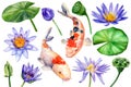 Set of water lily flowers and koi fish on isolated white background, watercolor botanical illustration. Violet lotus