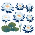 Water Lily Set: Vector Svg Flat Minimalistic Animation Asset Royalty Free Stock Photo