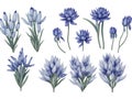 set of watercolor agapanthus flower on transparent background,generative ai