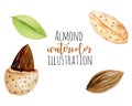 Set of watercolor almond elements