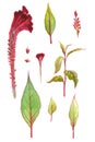 Set of watercolor amaranth flowers. Bourgeon of amaranthus and leaf