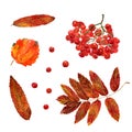 Set of watercolor autumn aspen, rowan leaves and berries