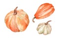 Set of watercolor autumn illustrations of orange and white pumpkins, patissons