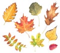 Set of watercolor autumn leaves. colorful hand drawn leaves isolated on white Royalty Free Stock Photo