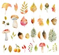 Set of watercolor autumn plants: yellow tree leaves, oak leaves, acorns and mushrooms