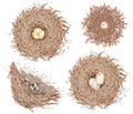 Set of the watercolor bird nests with eggs, hand drawn on a white background Royalty Free Stock Photo