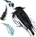 set - watercolor bird swallow, hand-drawn sketch of the technique , and feathers