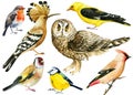 Set watercolor birds, hoopoe, owl, waxwing, robin, blue tit, oriole and goldfinch. Isolated white background Royalty Free Stock Photo