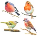 Set of watercolor birds on white. bullfinch, robin, other small birds sitting on twigs hand drawn illustration
