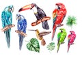 Set with watercolor birds, parrot, toucan and colibri.