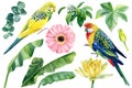 Set of watercolor birds parrots, flowers and palm leaves isolated on white background, botanical illustrations Royalty Free Stock Photo