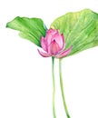 Set of watercolor botanical illustration Lotus flower pink. Element for design