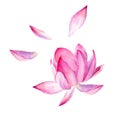 Set of watercolor botanical illustration Lotus flower pink. Symbol of India, yoga and meditation