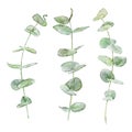 Set of watercolor branches of eucalyptus isolated on white background. Royalty Free Stock Photo
