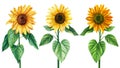 Set of watercolor bright yellow, sunflowers hand-drawn illustration