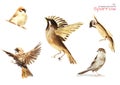 Watercolor illustration of sparrows