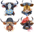 Set of watercolor bulls on white background. Royalty Free Stock Photo