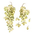 Set of watercolor bunches of white grapes, green. Hand painted botanical design elements isolated on white background