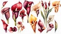 calla lillies watercolor set Royalty Free Stock Photo