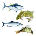 Set of watercolor carp, salmon, perch, tuna fish isolated Royalty Free Stock Photo