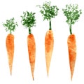Set of watercolor carrots. Hand drawn illustration isolated. Vector Royalty Free Stock Photo