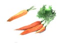 Set of watercolor carrots. Hand drawn illustration isolated on white background