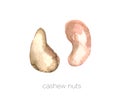 Set of watercolor cashew nuts hand painted isolated