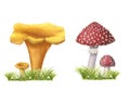 Set of watercolor chanterelles and redcap fly agarics with grass isolated on white. Wild forest mushrooms composition on