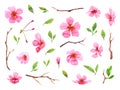 Set of watercolor cherry blossom flowers. Sakura beautiful spring floral collection. Colorful illustration isolated on white Royalty Free Stock Photo