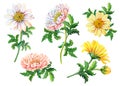 Set of watercolor chrysanthemums on a white background.Summer,autumn floral illustration of yellow