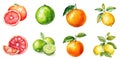 Set of watercolor citrus fruits isolated on white background: grapefruit, lemon, orange, lime. Generative AI Royalty Free Stock Photo