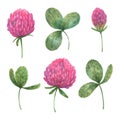 Set of watercolor clover leaves and flowers