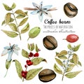 Set of watercolor coffee branches, flowers and beans at different stages of maturation