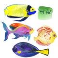 Set of watercolor coral aquarium fish Royalty Free Stock Photo