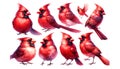 set of watercolor cute Cardinal isolated on white background,generative ai Royalty Free Stock Photo