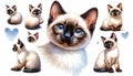 set of watercolor cute Siamese cat isolated on white background, generative ai Royalty Free Stock Photo