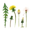 Set of watercolor dandelions. Stages of growing. Illustration on white
