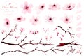 Set of watercolor design elements, Cherry blossom branches hand painted