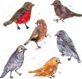 Set of watercolor drawing birds Royalty Free Stock Photo