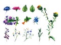 Set of watercolor drawing wild flowers, herbs, hand drawn illustration