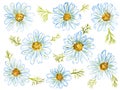 Set of watercolor drawings of daisies with leaves isolated on white background. Eight white flowers with blue edged petals and