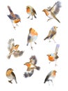 Set of watercolor drawings of forest robin birds.