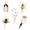 Set of watercolor dried flowers and leaf.