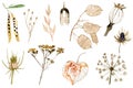 Set of watercolor dried flowers and leaf.