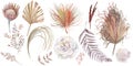 Watercolor collection of dried flowers from herbs and flowers of protea and rose