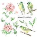 Set watercolor elements of bird and flowers, spring collection,