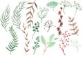 Set of watercolor elements of herbs, collection of garden yellow, burgundy twigs, leaves. Botanical eucalyptus