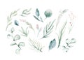 Set of watercolor elements - herbs, leaf. collection garden and wild herb, leaves, branches, Greenery illustration