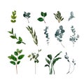 Set watercolor elements - herbs, leaf, flowers. collection garden and wild herb, leaves, branches, illustration isolated Royalty Free Stock Photo